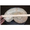 Image 2 : Big AMMONITE Fossil Specimen