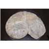Image 4 : Big AMMONITE Fossil Specimen