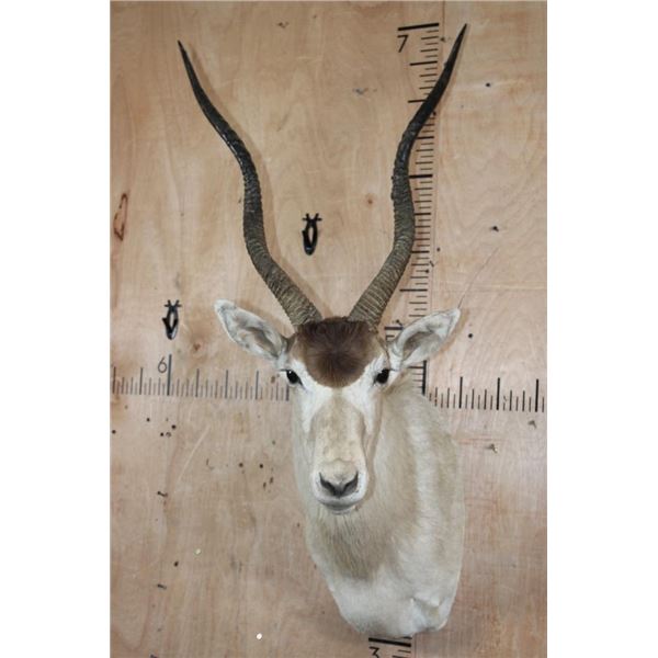 *TEXAS RESIDENTS ONLY* ADDAX Shoulder Mount in *Like New Condition*