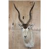 Image 1 : *TEXAS RESIDENTS ONLY* ADDAX Shoulder Mount in *Like New Condition*