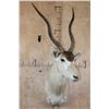 Image 2 : *TEXAS RESIDENTS ONLY* ADDAX Shoulder Mount in *Like New Condition*