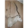 Image 3 : *TEXAS RESIDENTS ONLY* ADDAX Shoulder Mount in *Like New Condition*