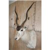 Image 4 : *TEXAS RESIDENTS ONLY* ADDAX Shoulder Mount in *Like New Condition*