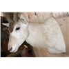 Image 5 : *TEXAS RESIDENTS ONLY* ADDAX Shoulder Mount in *Like New Condition*