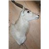 Image 6 : *TEXAS RESIDENTS ONLY* ADDAX Shoulder Mount in *Like New Condition*