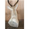 Image 8 : *TEXAS RESIDENTS ONLY* ADDAX Shoulder Mount in *Like New Condition*