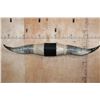 Image 1 : XXL Polished WATUSI Horns with Hide and Rope Accents