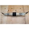 Image 5 : XXL Polished WATUSI Horns with Hide and Rope Accents