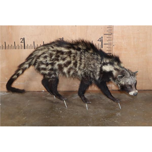 Life-sized AFRICAN CIVET on Bolts with No Base
