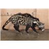 Image 1 : Life-sized AFRICAN CIVET on Bolts with No Base