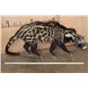 Image 2 : Life-sized AFRICAN CIVET on Bolts with No Base