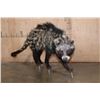 Image 3 : Life-sized AFRICAN CIVET on Bolts with No Base