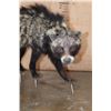 Image 4 : Life-sized AFRICAN CIVET on Bolts with No Base