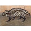 Image 5 : Life-sized AFRICAN CIVET on Bolts with No Base