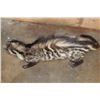 Image 6 : Life-sized AFRICAN CIVET on Bolts with No Base