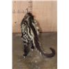 Image 7 : Life-sized AFRICAN CIVET on Bolts with No Base