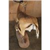 Image 10 : XL Life-sized "Leaping" IMPALA on a Natural Base