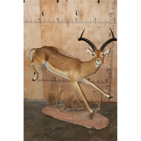 XL Life-sized "Leaping" IMPALA on a Natural Base