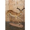 Image 1 : XL Life-sized "Leaping" IMPALA on a Natural Base