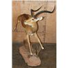 Image 2 : XL Life-sized "Leaping" IMPALA on a Natural Base