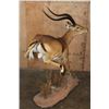 Image 3 : XL Life-sized "Leaping" IMPALA on a Natural Base