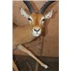 Image 4 : XL Life-sized "Leaping" IMPALA on a Natural Base