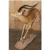 Image 6 : XL Life-sized "Leaping" IMPALA on a Natural Base