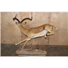 Image 7 : XL Life-sized "Leaping" IMPALA on a Natural Base