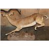 Image 8 : XL Life-sized "Leaping" IMPALA on a Natural Base
