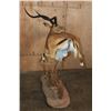 Image 9 : XL Life-sized "Leaping" IMPALA on a Natural Base