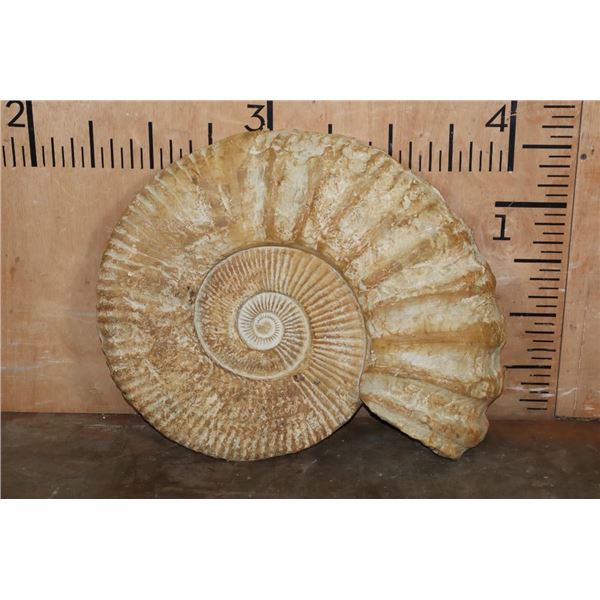 Huge XXL AMMONITE Fossil Specimen