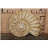 Image 1 : Huge XXL AMMONITE Fossil Specimen