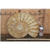 Image 2 : Huge XXL AMMONITE Fossil Specimen
