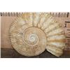 Image 3 : Huge XXL AMMONITE Fossil Specimen