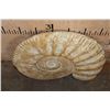 Image 4 : Huge XXL AMMONITE Fossil Specimen