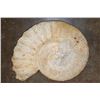 Image 5 : Huge XXL AMMONITE Fossil Specimen
