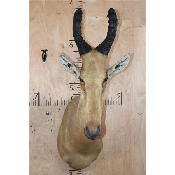 *Rarely Seen* LELWEL HARTEBEEST Shoulder Mount