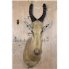 Image 1 : *Rarely Seen* LELWEL HARTEBEEST Shoulder Mount