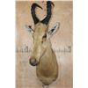 Image 2 : *Rarely Seen* LELWEL HARTEBEEST Shoulder Mount