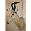Image 3 : *Rarely Seen* LELWEL HARTEBEEST Shoulder Mount