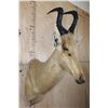 Image 4 : *Rarely Seen* LELWEL HARTEBEEST Shoulder Mount