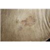 Image 5 : *Rarely Seen* LELWEL HARTEBEEST Shoulder Mount