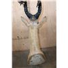 Image 6 : *Rarely Seen* LELWEL HARTEBEEST Shoulder Mount