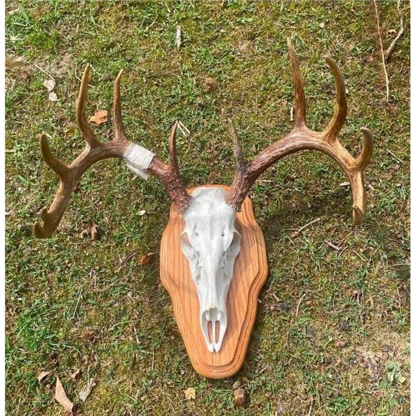 11-Point Mexican WHITETAIL DEER European Skull Mount with a Heavy Antler Rack on a Wood Plaque