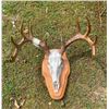 Image 1 : 11-Point Mexican WHITETAIL DEER European Skull Mount with a Heavy Antler Rack on a Wood Plaque