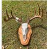 Image 2 : 11-Point Mexican WHITETAIL DEER European Skull Mount with a Heavy Antler Rack on a Wood Plaque