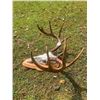 Image 3 : 11-Point Mexican WHITETAIL DEER European Skull Mount with a Heavy Antler Rack on a Wood Plaque