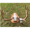 Image 4 : 11-Point Mexican WHITETAIL DEER European Skull Mount with a Heavy Antler Rack on a Wood Plaque