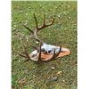 Image 5 : 11-Point Mexican WHITETAIL DEER European Skull Mount with a Heavy Antler Rack on a Wood Plaque