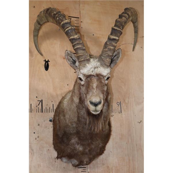 XL MID ASIAN IBEX Shoulder Mount